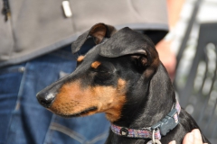 DSC_0900-Small