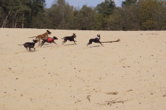Voorjaarswandeling Leenderheide | 14-04-2019