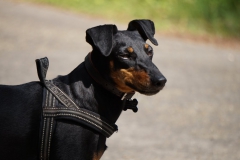 Wandeling Chaam | 07-07-2018