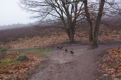 Wandeling Het Leesten | 24-11-'18