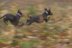 46634445_2301885576737518_7707487879764639744_o